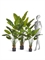 Стрелиция New Style зелёная в-180 см (20 листов) Sensitive Botanic искусственная Treez Collection 36554 - фото 87119