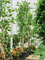 Фикус бенгальский 55/350 (Nieuwkoop Europe) 35214 - фото 87212