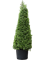 Падуб городчатый (остролист) "Dark Green" (Nieuwkoop Europe) 35340 - фото 87338