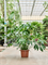 Филодендрон "Green Wonder" 45/150 (Nieuwkoop Europe) 35353 - фото 87351