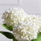 7141А/0443-7/23(F) Гортензия искусственная 1 голова d20см, h67см, белая 35497 - фото 88997