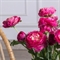 7141А/9149-09/7(F) Ранункулюс искусственный h50см, 2головы, 1бутон, цикламен 35506 - фото 89017