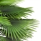 ПС180/358(з) Пальма искусственная Вашингтония (веерная) h180см 35601 - фото 89295
