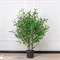 120/К/175 Ива искусственная куст h120см 35696 - фото 89555