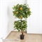 БП150/2К/42-5(з)(Пр)(F) Бонсай искусственный Мандарин с плодами h150см в кашпо 35855 - фото 90025