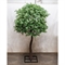 420разб/17М(з)(Fix) Фикус Бенджамина искусственный h420см, d250-270см 35936 - фото 90244