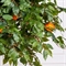 260МЕТст/разб/ПС/345/244(F) Апельсин искусственный h260см 35956 - фото 90311