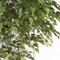 220/РН/490(з) Береза искусственная h220см (латекс) 35990 - фото 90427