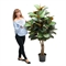 170/ШК/411-1(Х)(Fix) Фикус Эластика Робуста искусственный h170см 36049 - фото 90601