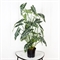 100/К/431(F) Алоказия Полли искусственная куст h100см (латекс) 36062 - фото 90638