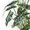 100/К/431(F) Алоказия Полли искусственная куст h100см (латекс) 36062 - фото 90639