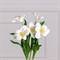 7141А/0443-02/23Р(АКЦИЯ) Тюльпан распустившийся искусственный d8см, h50см, белый 36091 - фото 90755