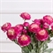 7141А/0443-17/7Р Ранункулюс искусственный 2 головы, 1 бутон h50см, цикламен 36109 - фото 90825