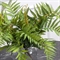 7143/9126-22/2 Папоротник искусственный большой куст 6 частей h66см (50+16) (латекс) 36371 - фото 91281