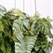Л131(Пр)(F) Лиана искусственная тропический микс L100см 36375 - фото 91290