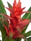 Гусмания с красным цветком (искусственная) Treez Collection 32728 - фото 96668