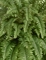 Папоротник Бостон Новый свисающий Гигант (искусственный) Treez Collection 32726 - фото 96671