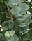 Эвкалипт серебристый многоствольный (искусственный) Treez Collection 32717 - фото 96699
