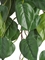 Филодендрон куст ампельный (серия FR - огнезащита) искусственный (Treez Collection) 38250 - фото 96701