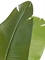 Стрелиция New Style с UV-защитой (Sensitive Botanic) 180 искусственная (Treez Collection) 38204 - фото 96716