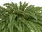 Папоротник Бостон Новый свисающий Биг (искусственный) Treez Collection 32725 - фото 96722