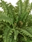 Папоротник Бостон Новый свисающий Биг (искусственный) Treez Collection 32725 - фото 96723