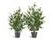 Эвкалипт куст зеленый (искусственный) Treez Collection 38986 - фото 98745