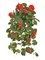 Герань ампельная красная (UV-фильтр) (искусственная) Treez Collection 39310 - фото 99802