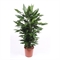 Драцена Джанет Линд бранч 24/100 (GL) 39484 - фото 99983