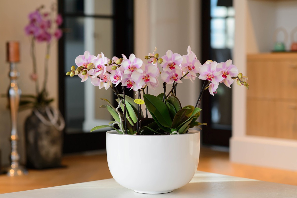 Домашние цветы в горшках орхидея фото