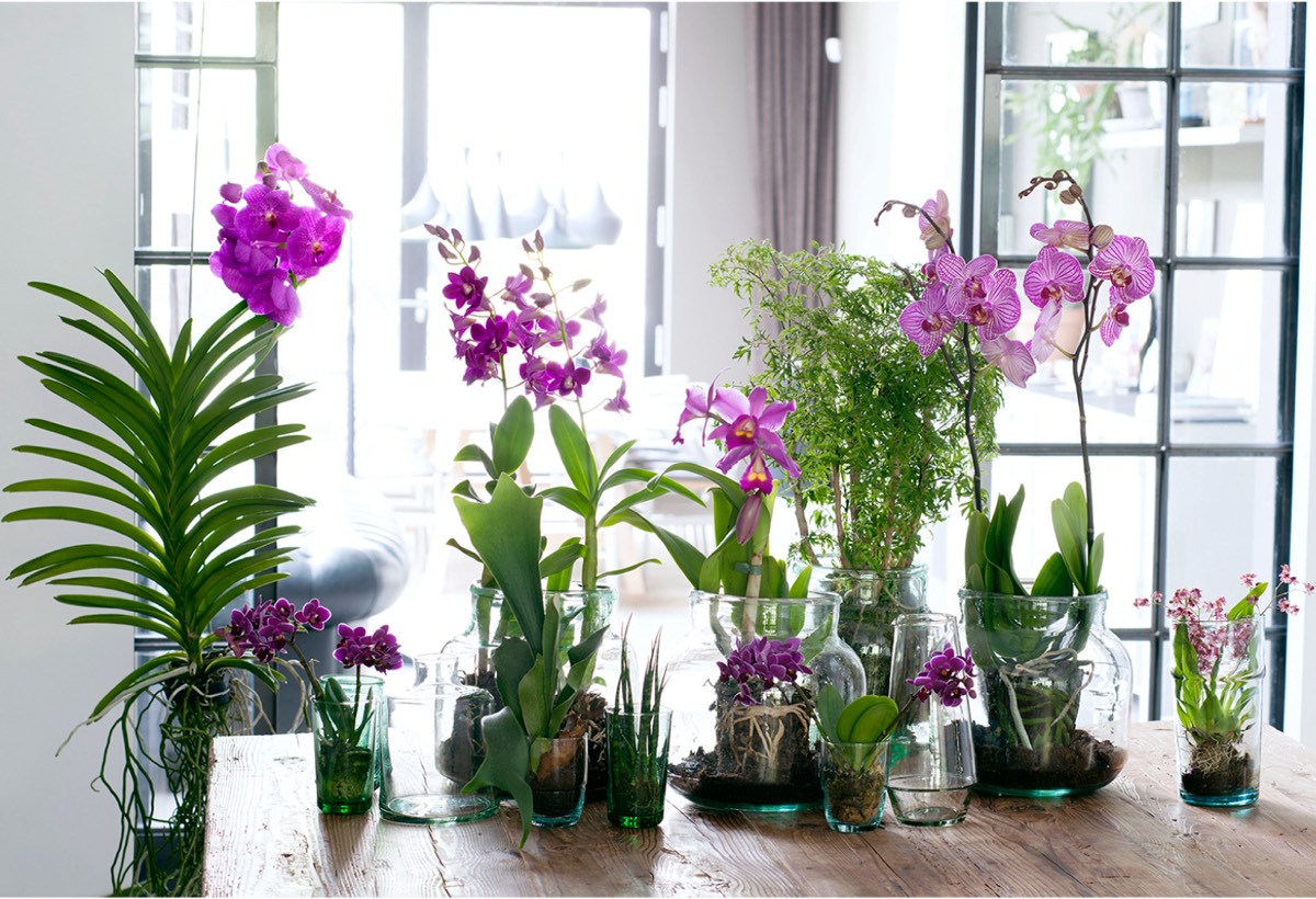Сад с умением ухаживать за орхидеей: эффективные методы и разновидности орхидеи
