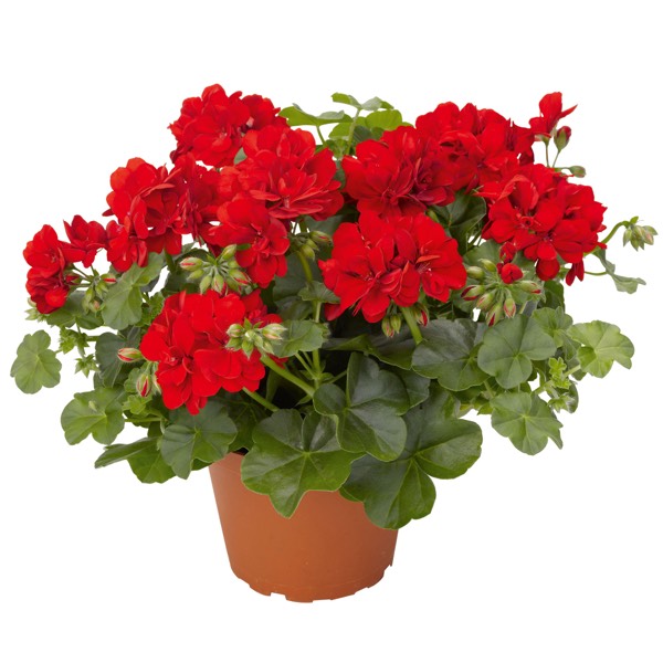 Пеларгония в горшке