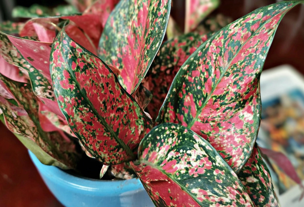 Скрученные листья у аглаонемы