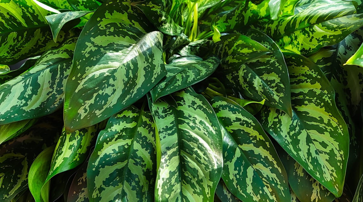 Яркие листья тропической аглаонемы