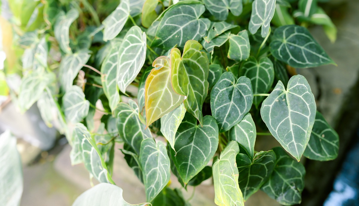 Листья алоказии