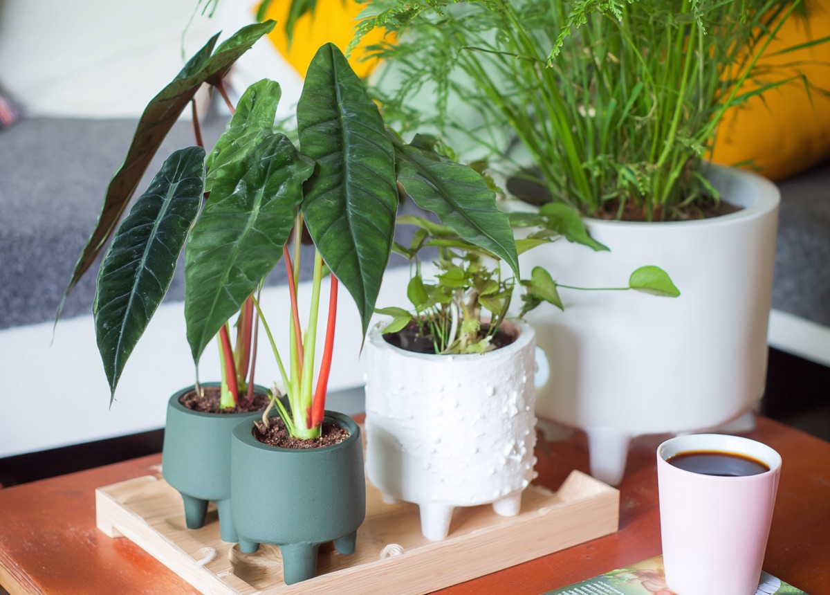 Алоказия в кашпо