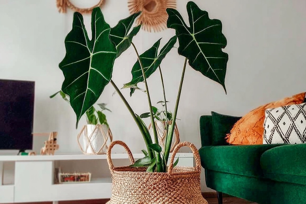 Яркая алоказия