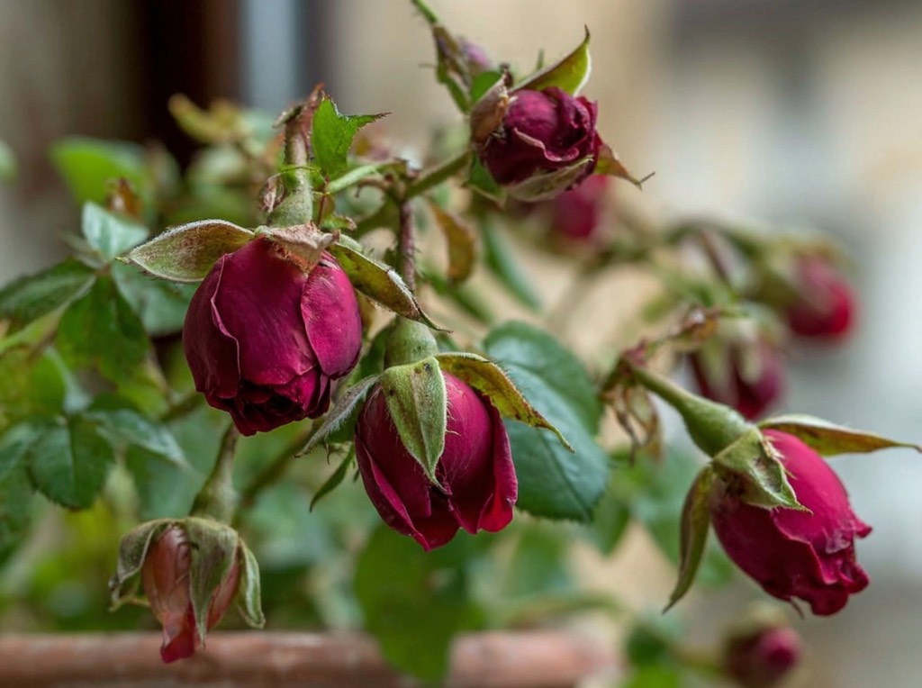 Не распускаются бутоны