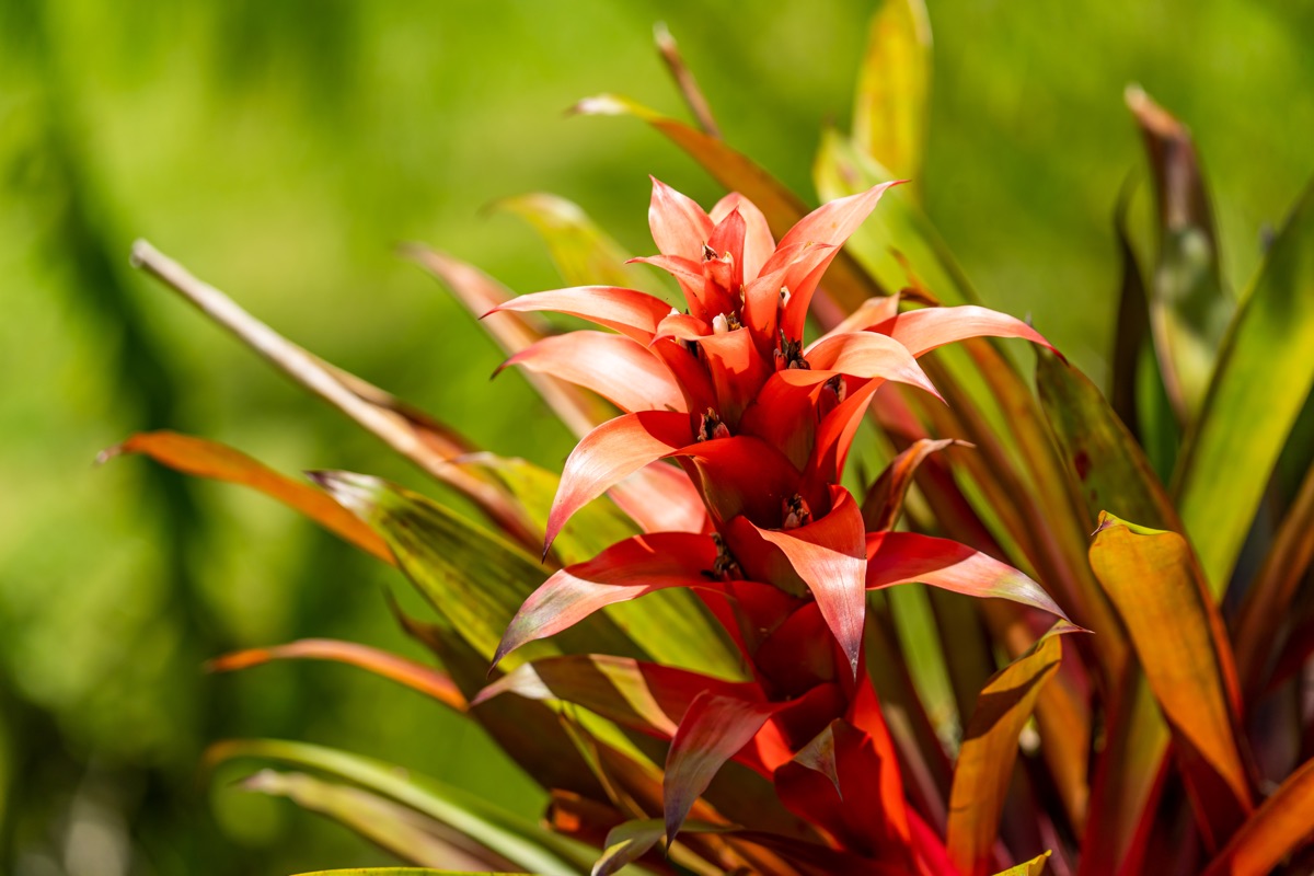 Экзотический цветок гузмания