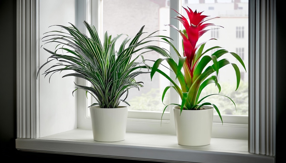 Гузмания в кашпо на подоконнике