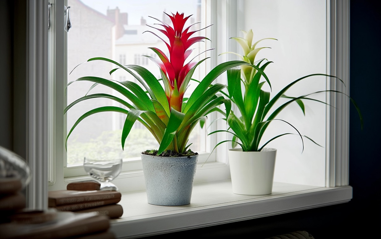 Гузмания в горшке на подоконнике