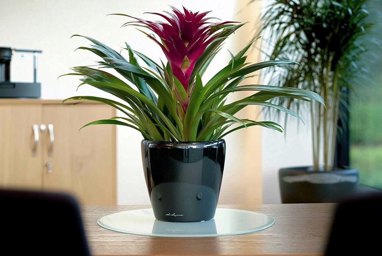 Гузмания в кашпо на столе