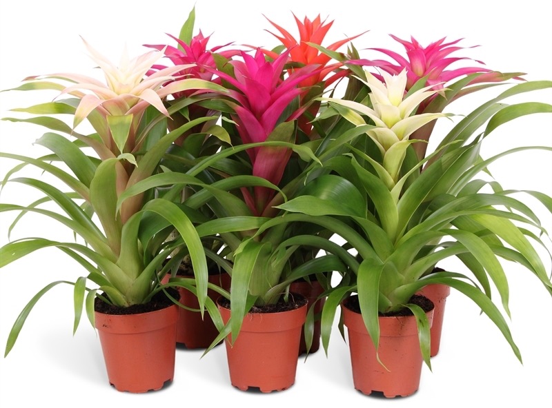 Гузмания в ассортименте