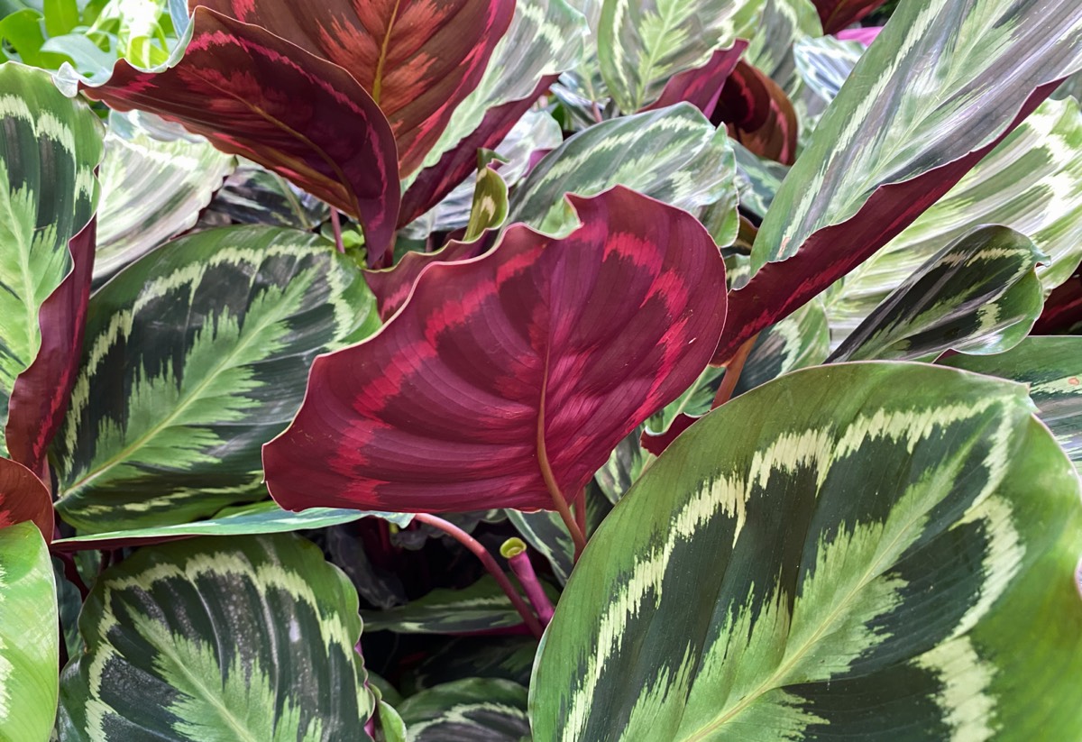 Яркая калатея