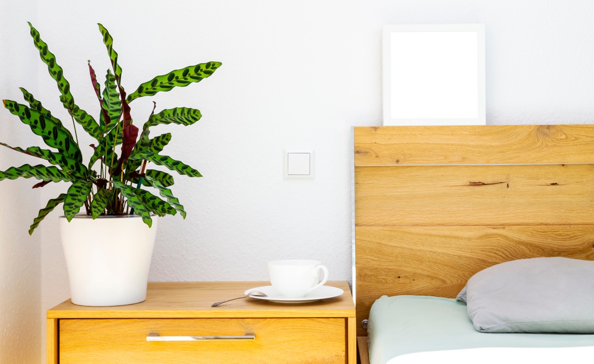 Калатея в белом кашпо в спальне