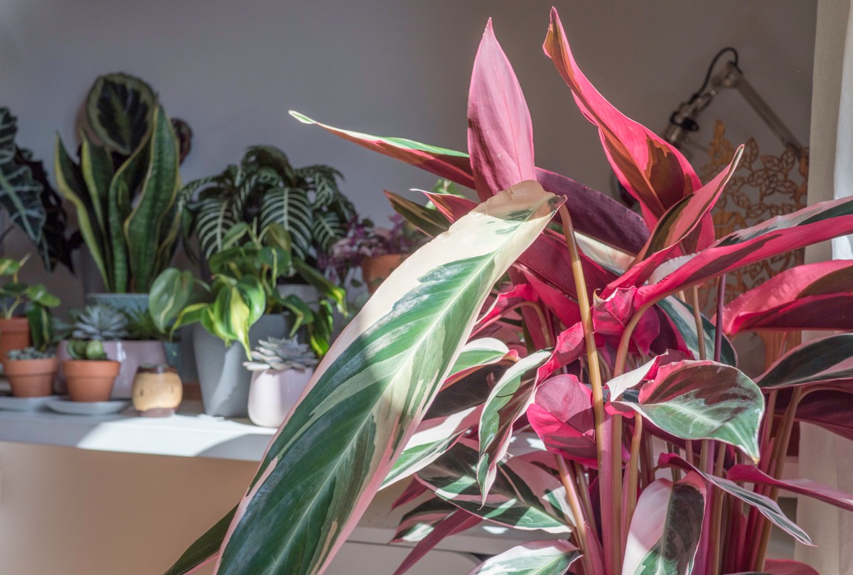 Красавица калатея