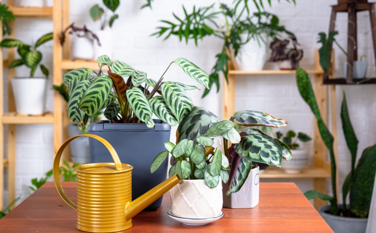 Уход за калачей