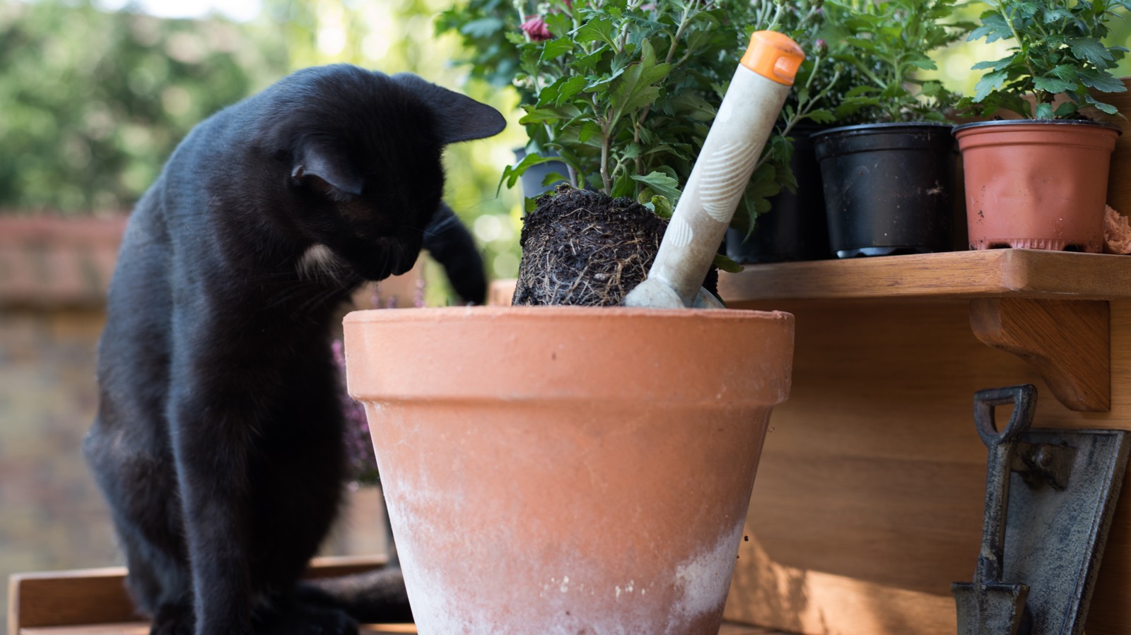 Как защитить растения и отучить кота есть комнатные цветы
