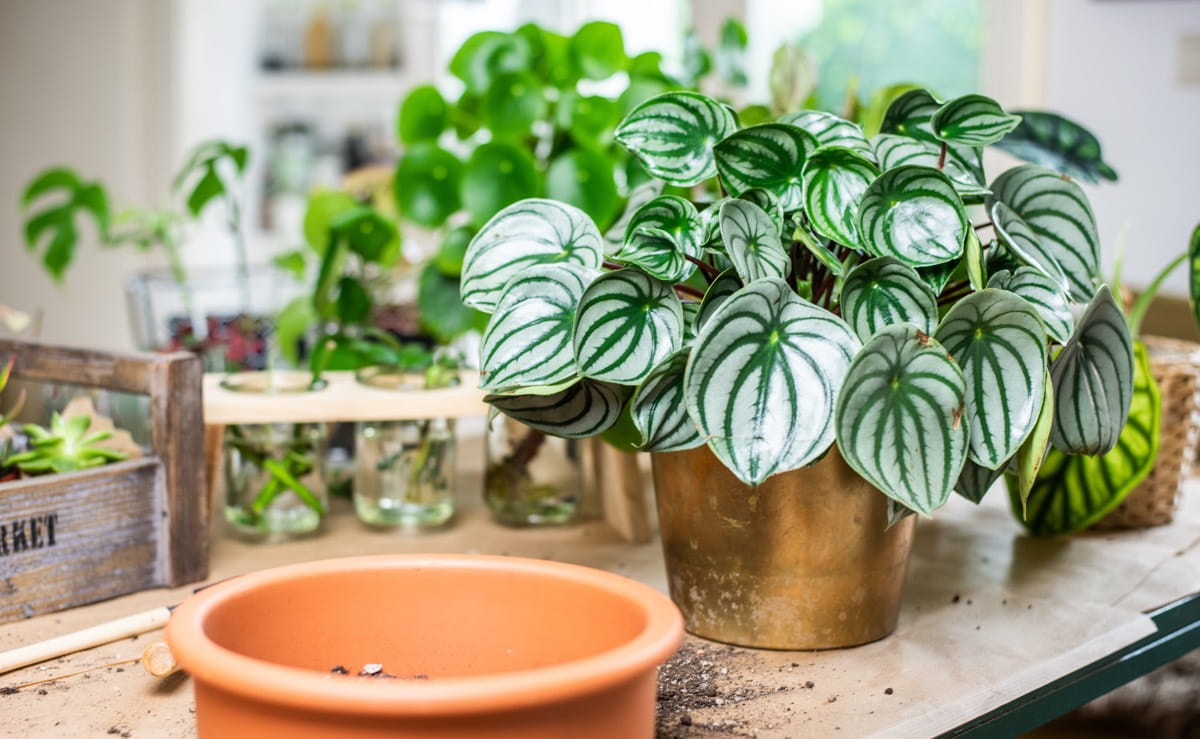 Пересадка пеперомии