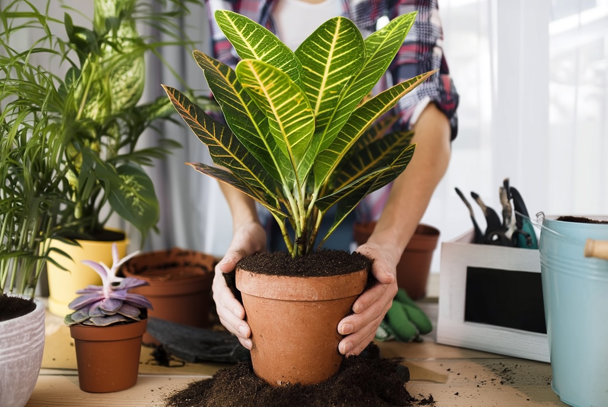 Весенняя пересадка домашних цветов